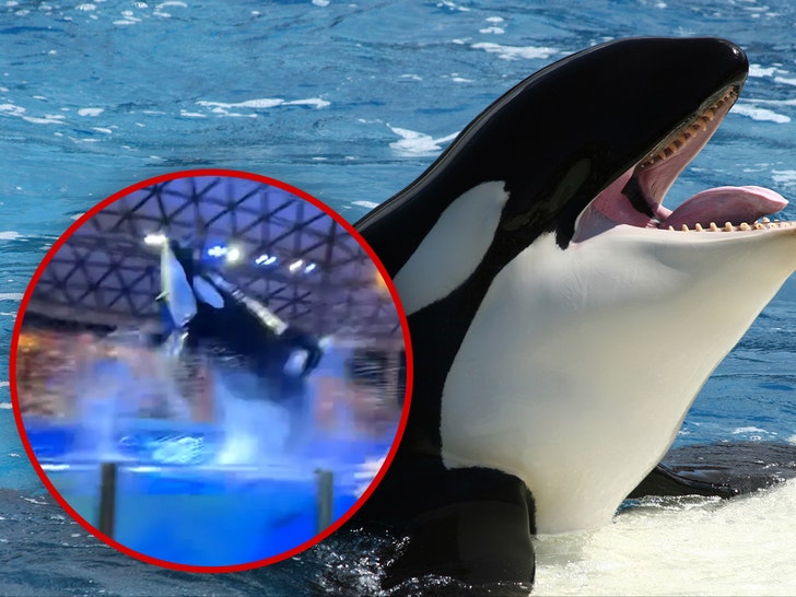 SeaWorld Killer Whale Poops, Splashes Crowd with Filthy Water