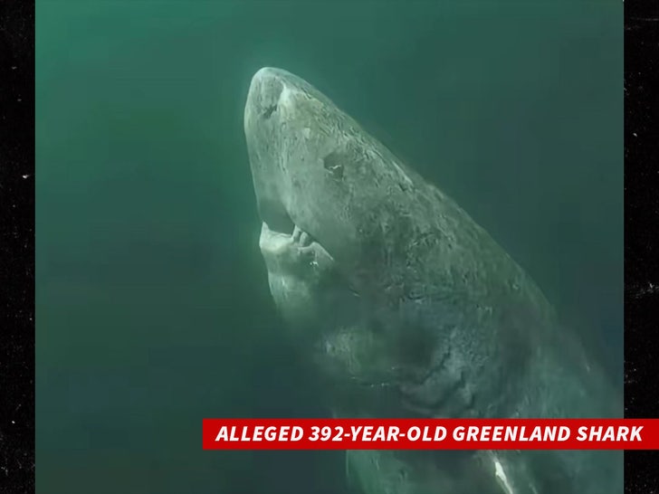 shark 392-year-old Greenland shark