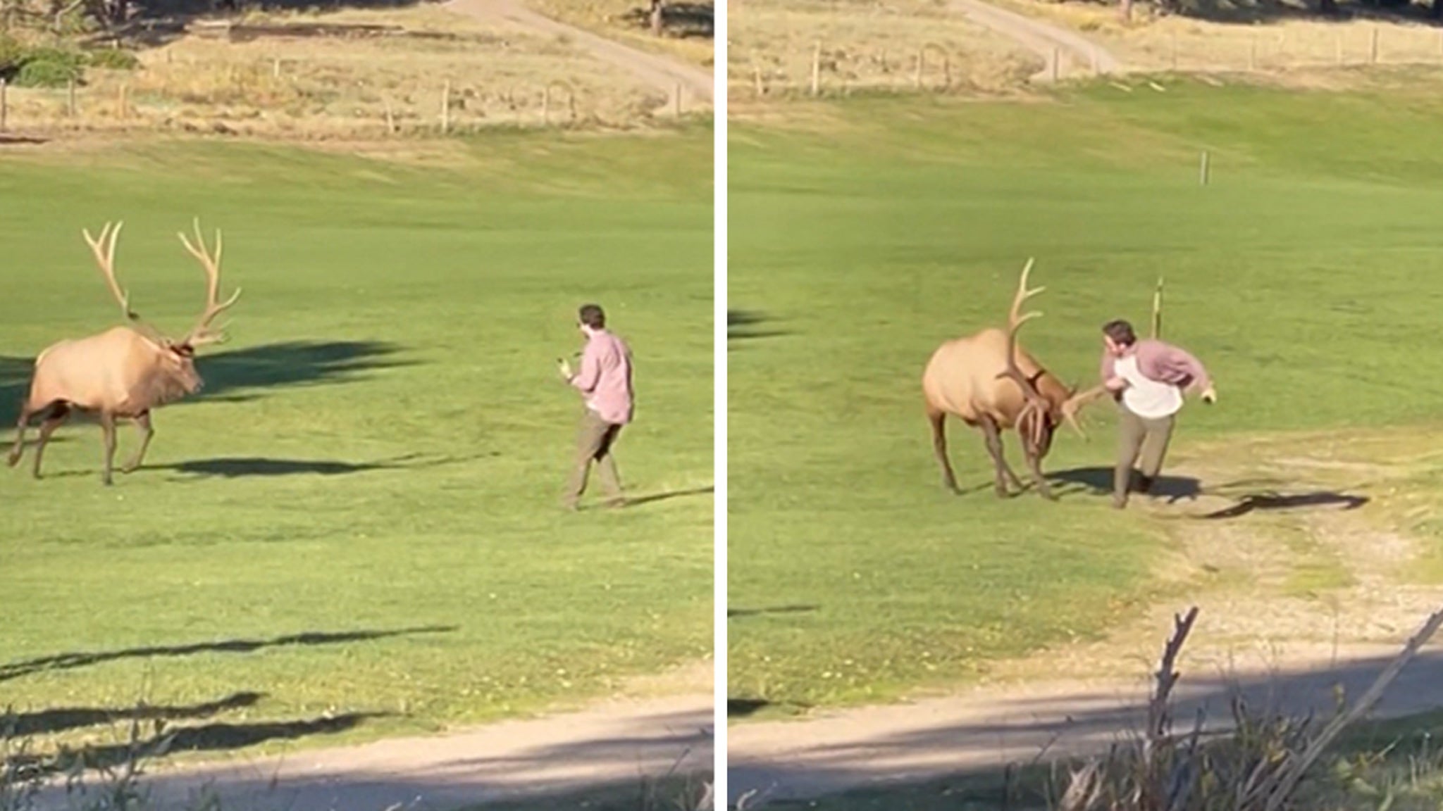 Bull Elk Attacks Tourist In Colorado Park Crazy Video Shows