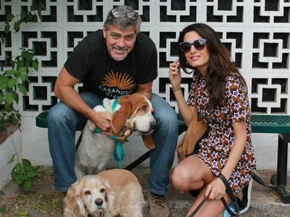 1029-george-clooney-dog-facebook