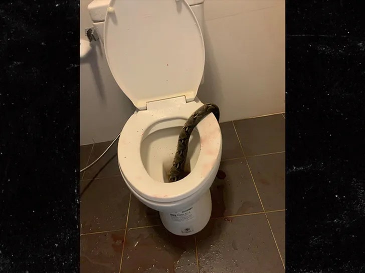 snake biting dudes balls in toilet facebook 7