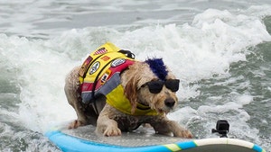 World Dog Surfing Championships Goes Down Near San Francisco