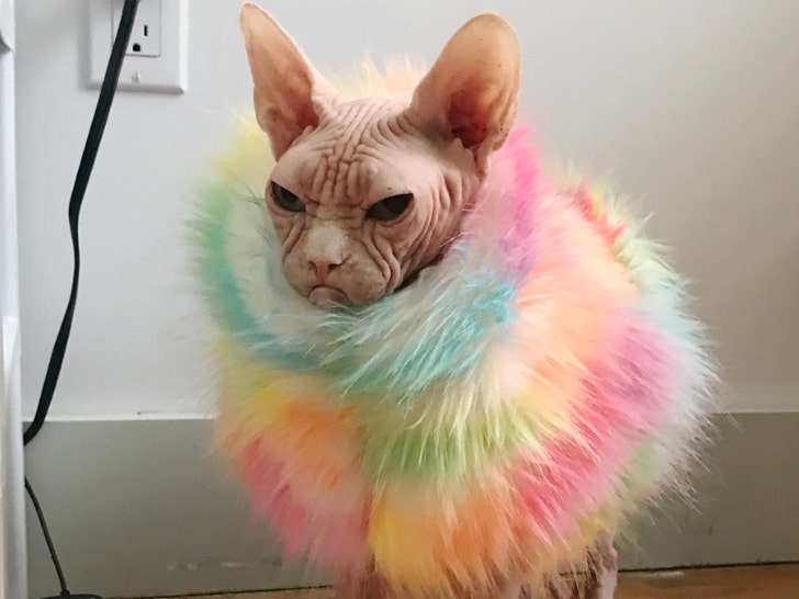 Hairless cat sales rainbow sweater