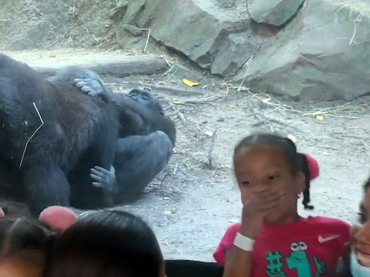 Gorillas Perform Oral Sex at Bronx Zoo Humans Horrified