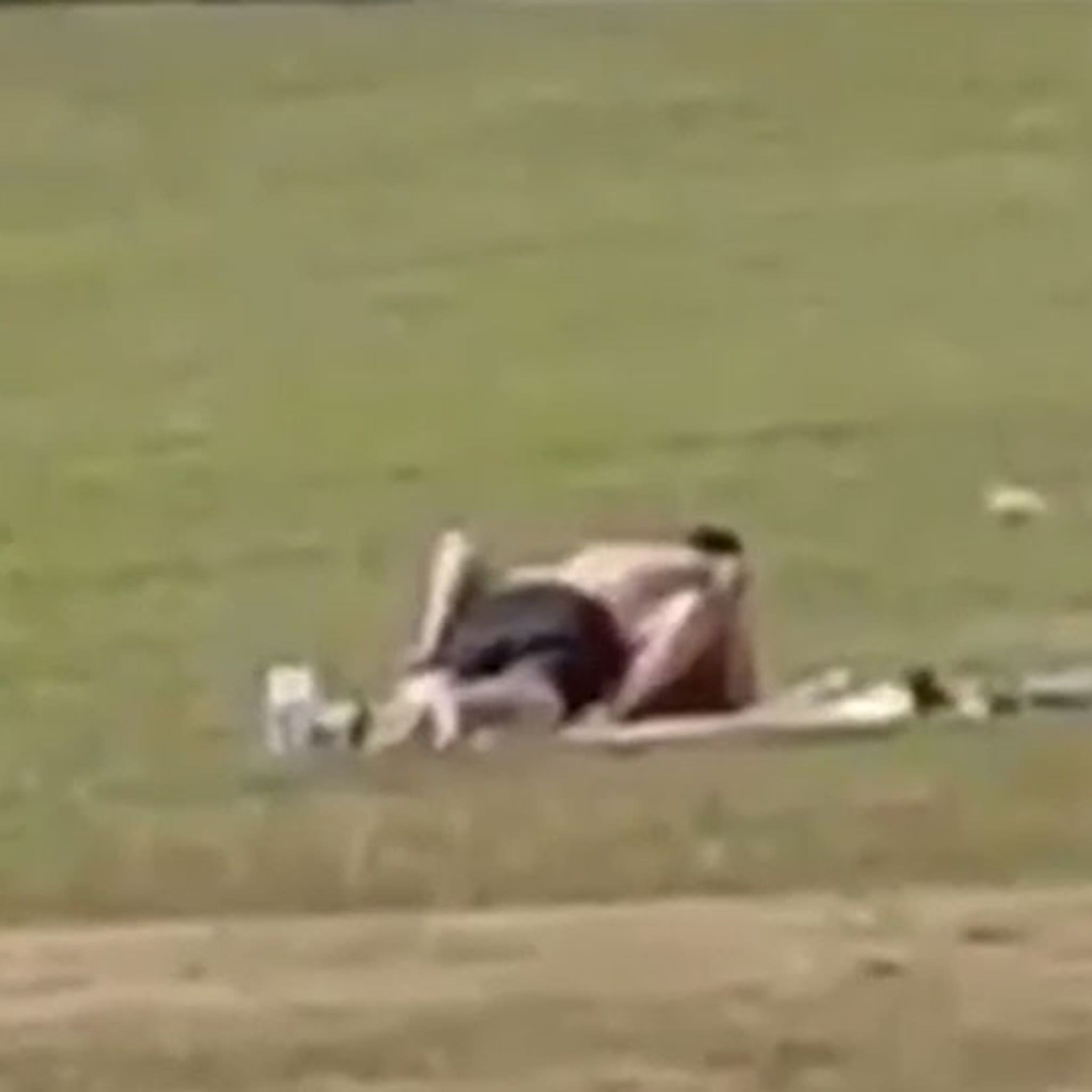 British Couple Has Sex in Park, Busted by Angry Cricketers