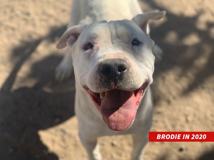 Foster Dog Named Brodie Stabbed Beaten in California City