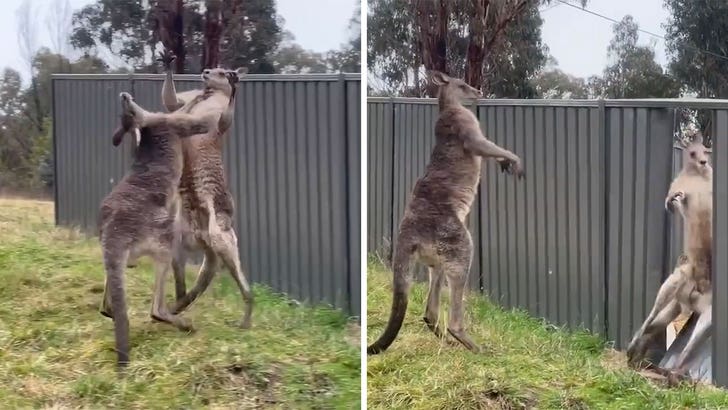 kangaroo fight