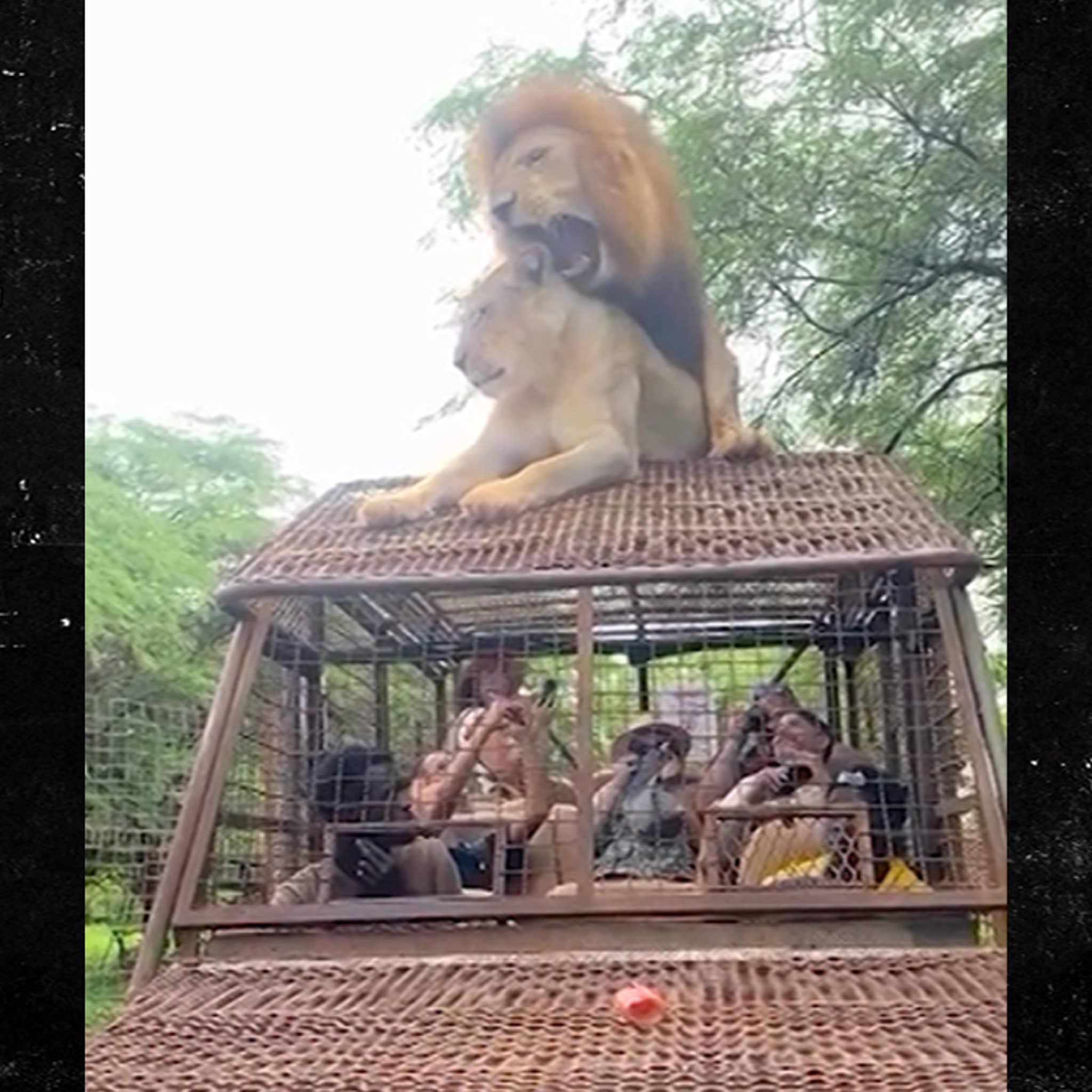 Lions Have Sex on Top of Safari Truck Full of People, Wild Video