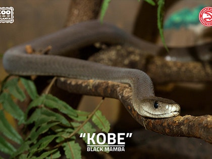 1203-main-mamba-atlanta-zoo-01