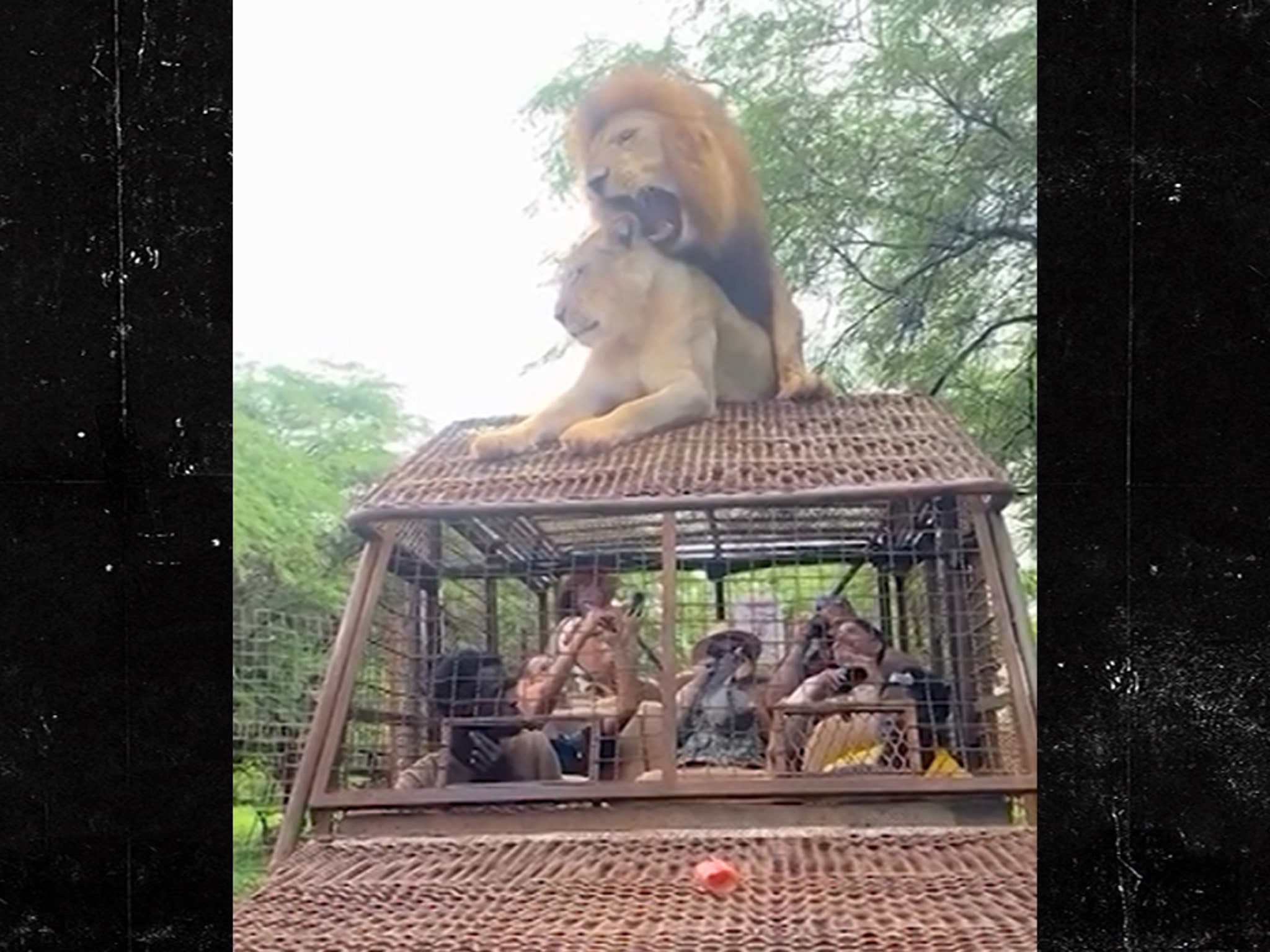 Lions Have Sex on Top of Safari Truck Full of People, Wild Video