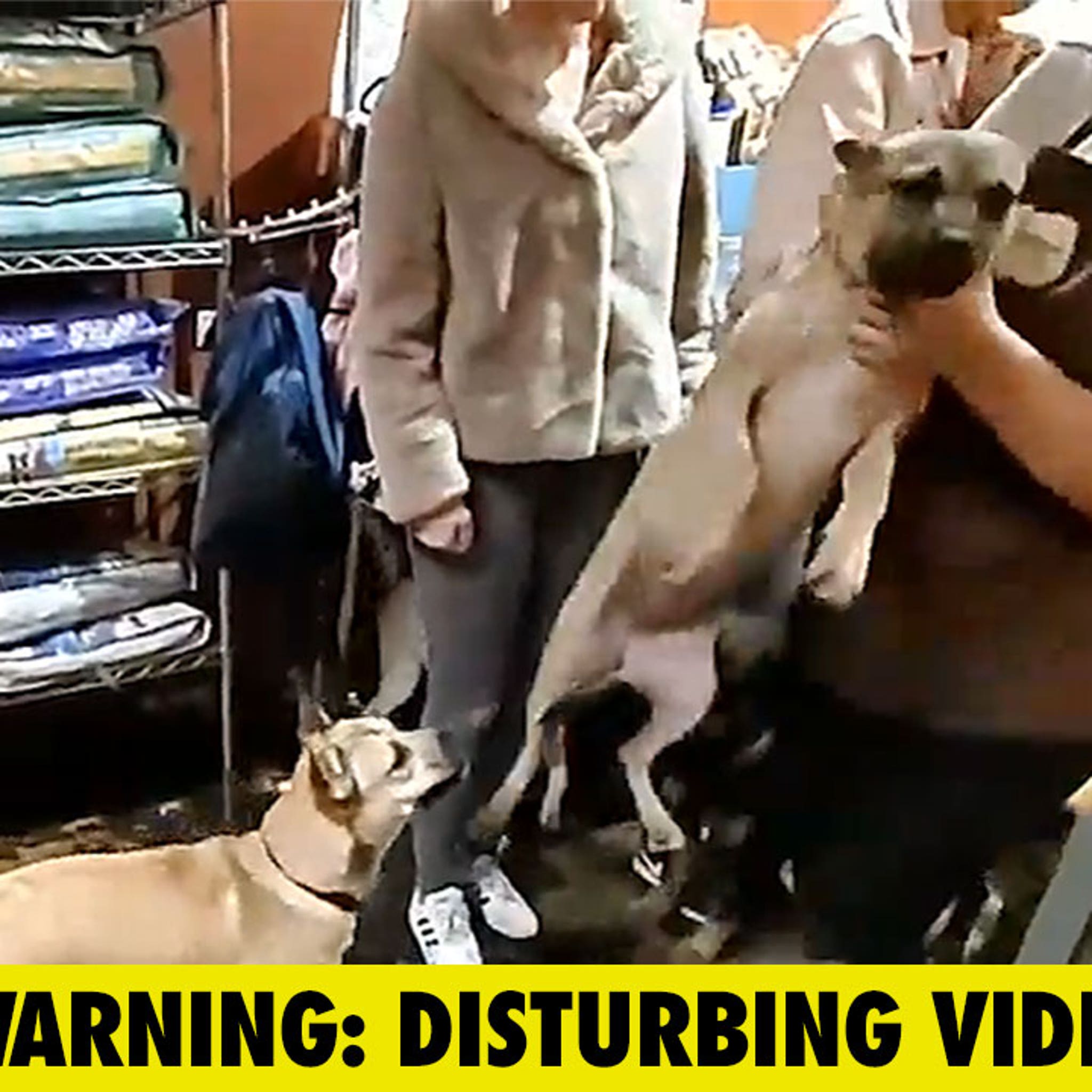 Dog Boutique Store Under Investigation Amid Sickening Dog Abuse Video