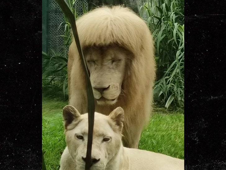 Lion with hair cut