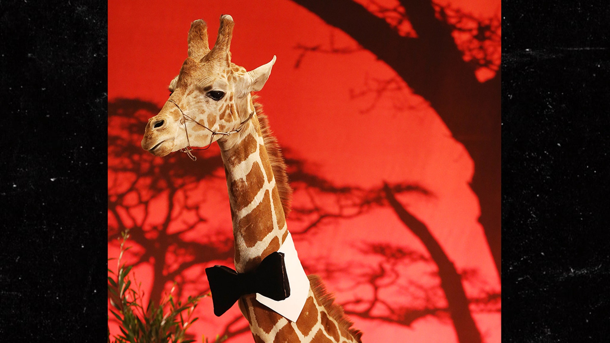 Stanley, the giraffe as evidence at Malibu wine safaris