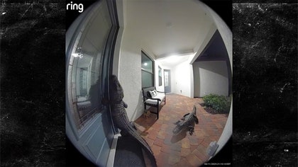 042025_alligators_ring_kal