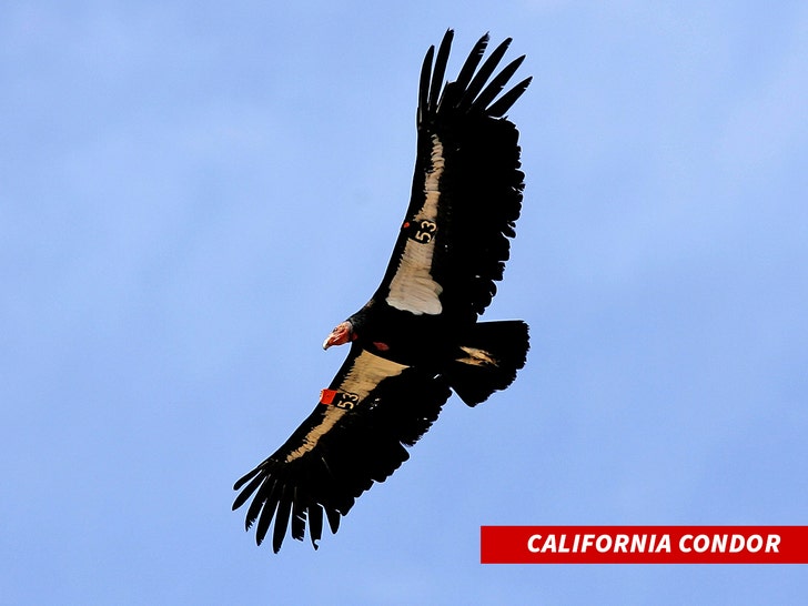 burung kondor California