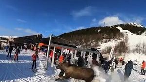 Giant Moose Nearly Trucks Skiers Going Down Mountain In Insane Video