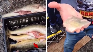 Fishermen Who Allegedly Stuffed Winning Fish with Weights Indicted On Felonies
