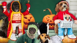 Amazon-Pet-Costumes-PRIMARY