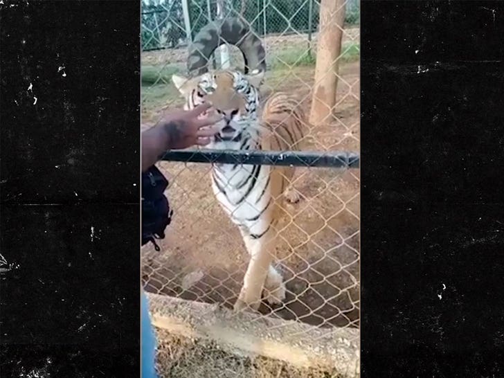 Zookeeper Attacked By Tiger Dies Of Heart Attack