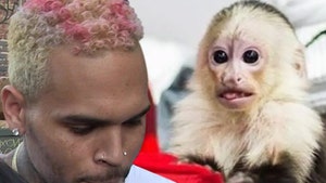 Chris Brown Says Monkey Charges Should Be Tossed, She's Not My Pet!