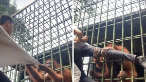 Orangutan Attacks Man at Zoo in Wild Video
