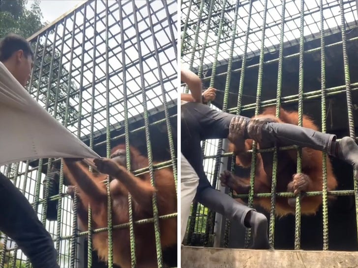 Orangutan Attack