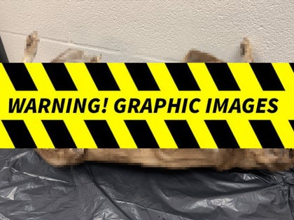 0701-Dead-Dog-PRIMARY