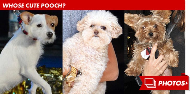 Dog Gone Adorable -- Guess Whose Pooch!