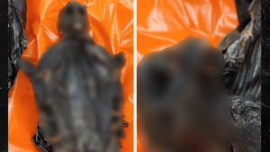 122225_nonhuman_meat_airport_primary_v3