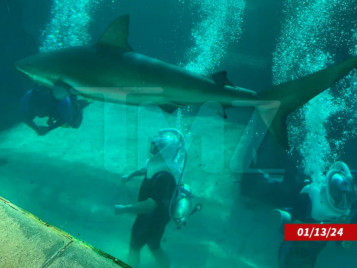 Atlantis Bahamas Shark Tank