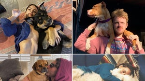 Stars Ruffing Out Isolation With Pets -- Canine and Chill!