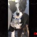 Dog Near Idaho Murders Location Skinned, Filleted Weeks Before Killings