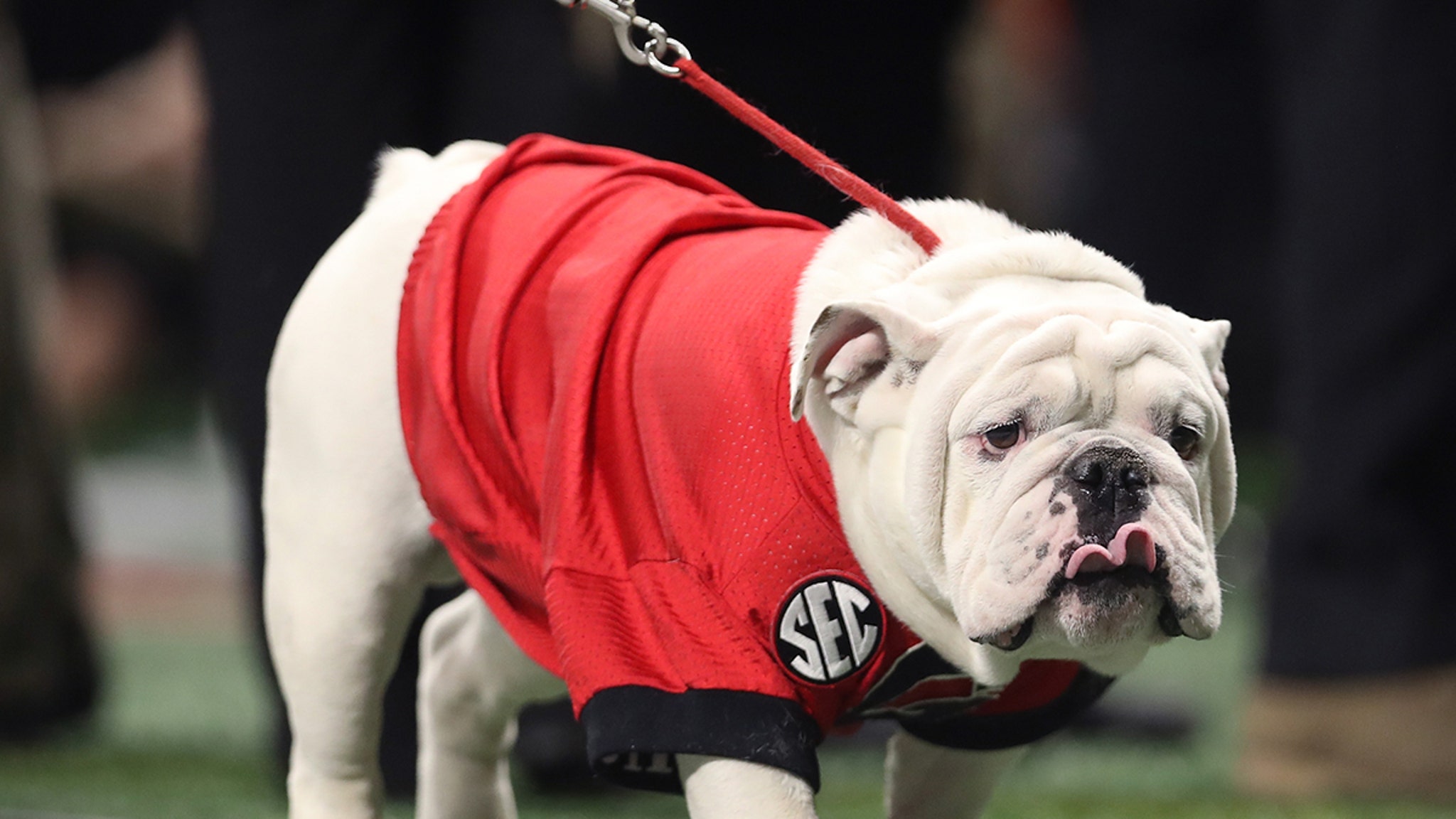 Bulldog Mascot Uga X Won't Attend Games Due To COVID19 Protocols