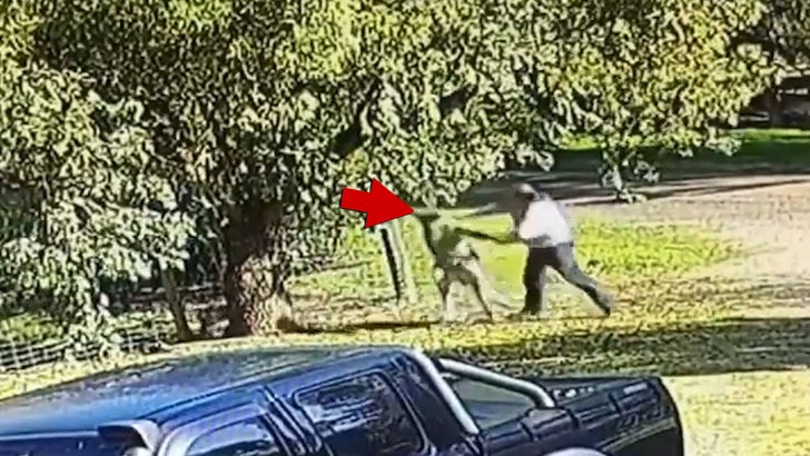 kangaroo fighting human