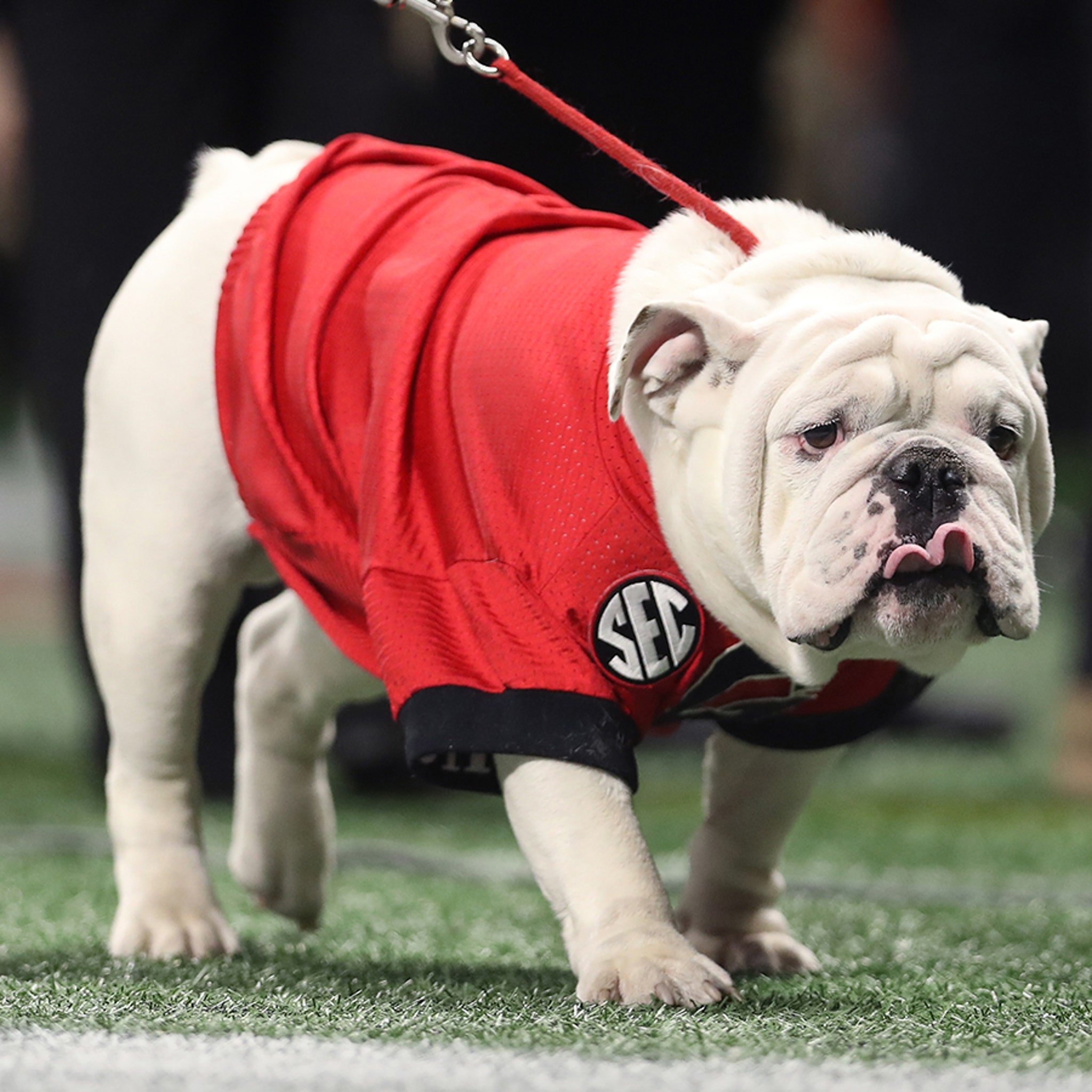 Georgia Football Has a New Mascot in UGA - Sports Illustrated Georgia  Bulldogs News, Analysis and More
