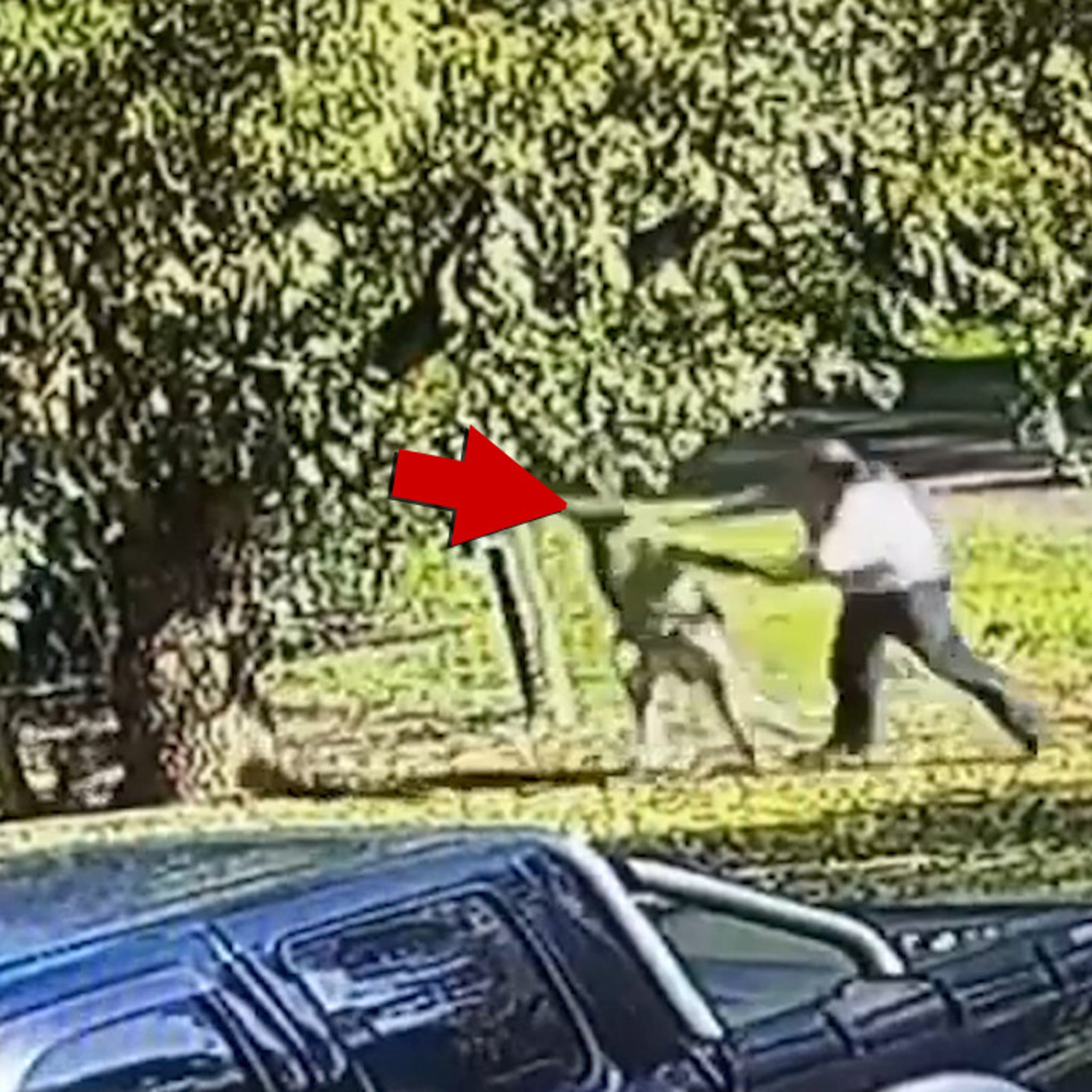 Kangaroo Fight Choke Hold