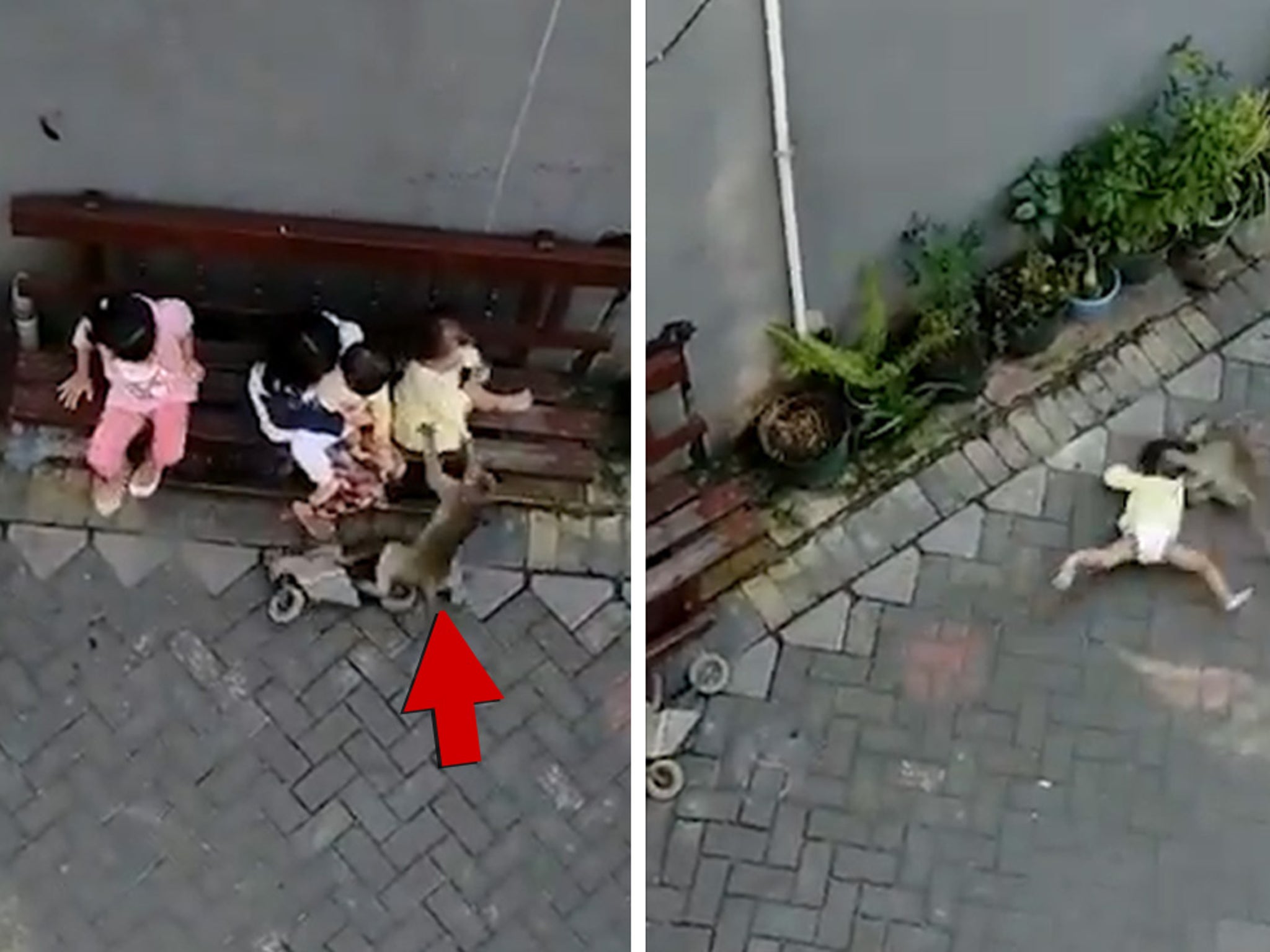 Monkey Rides Through Alley On Mini Motorcycle Tries To Kidnap Child Monkey Rides Through Alley On Mini Motorcycle Tries To Kidnap Child