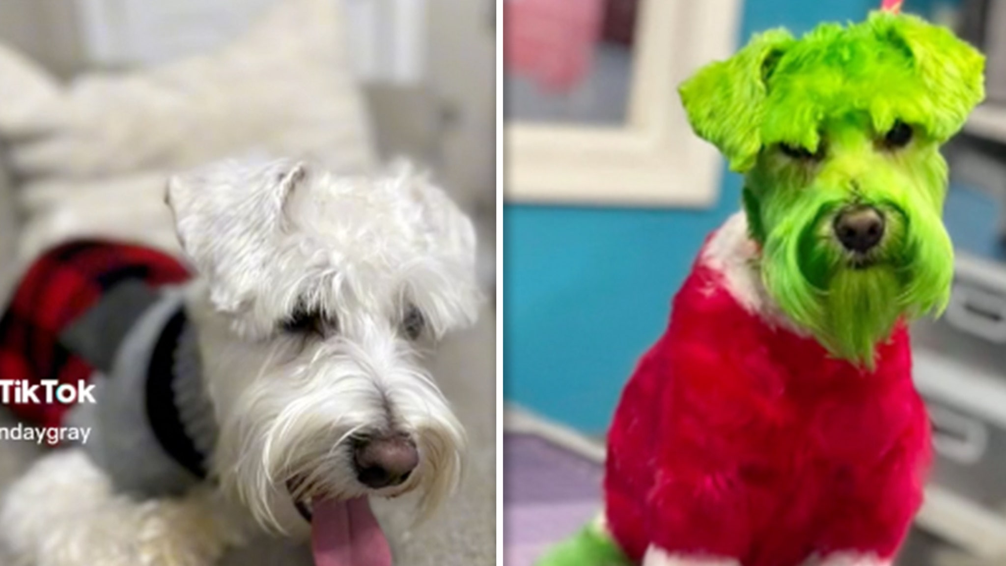 Dog Groomed to Look Like the Grinch, Owner Accused of Animal Abuse