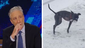 Jon Stewart Breaks Down in Tears Mourning His Dog Dipper on 'Daily Show'