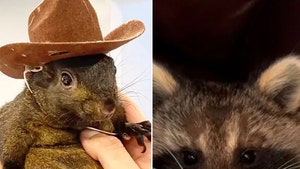 peanut the squirrel fred the racoon