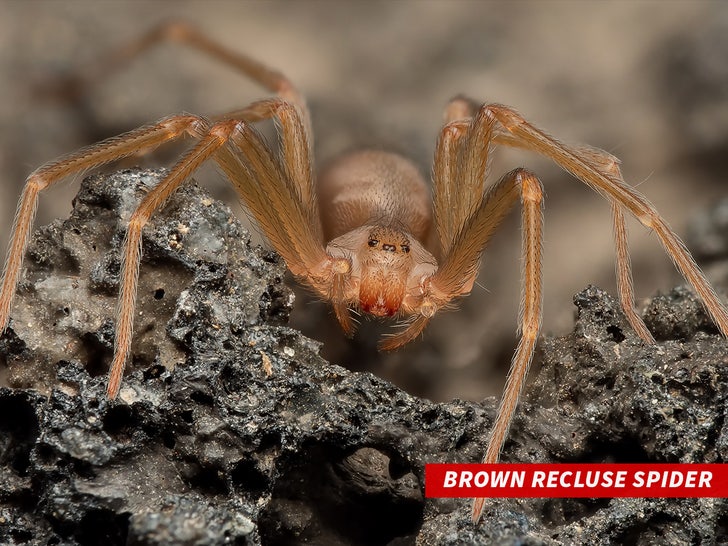 Brown recluse spider