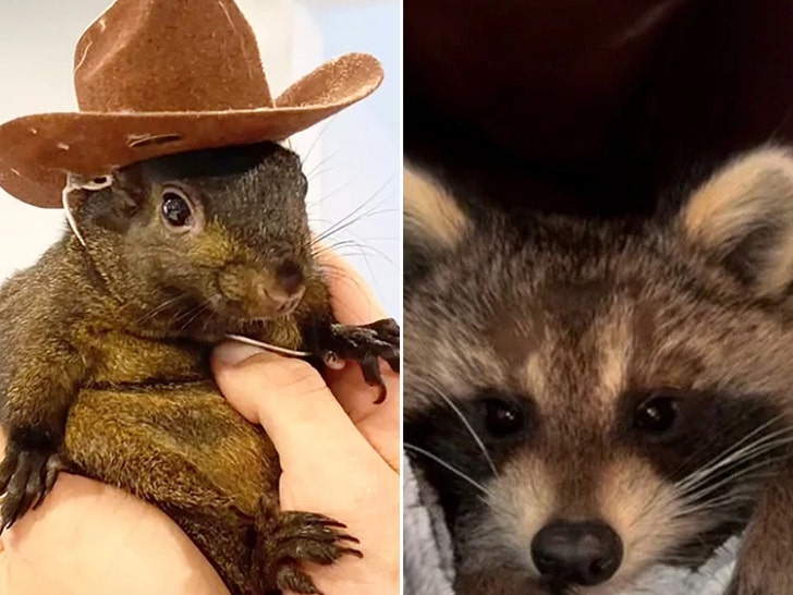 peanut the squirrel fred the racoon