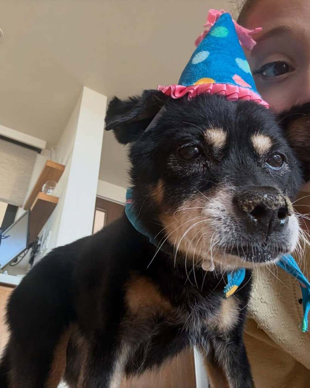 Remembering Ariana Grande Dog Coco 9