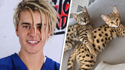 Justin Bieber's not playing with PETA -- he's firing back hard at the animal rights org after it slammed him for dropping $35k on 2 exotic cats ... telling them to suck it.