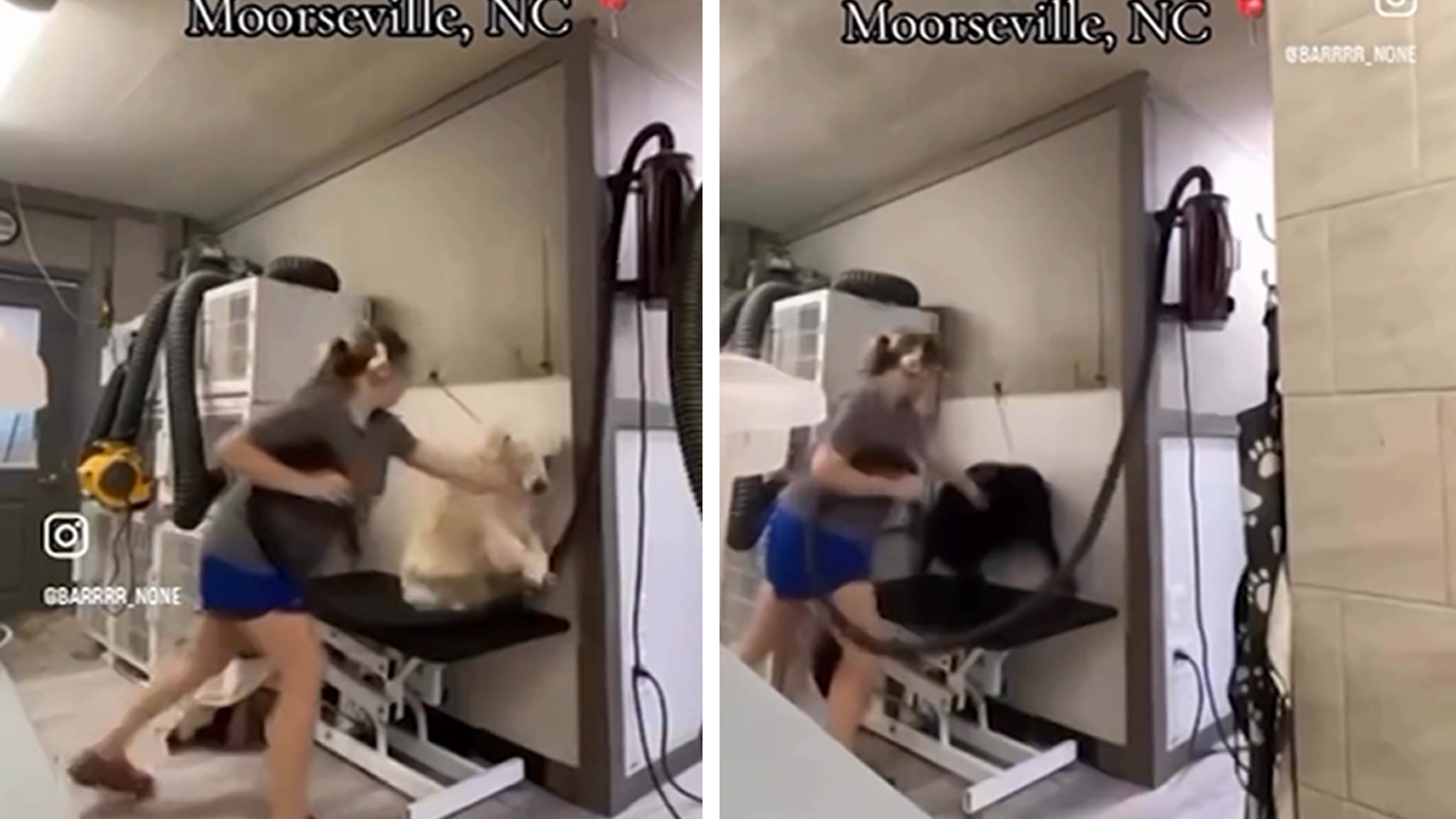 Dog Groomer Arrested After Video Shows Her Allegedly Hitting Dogs