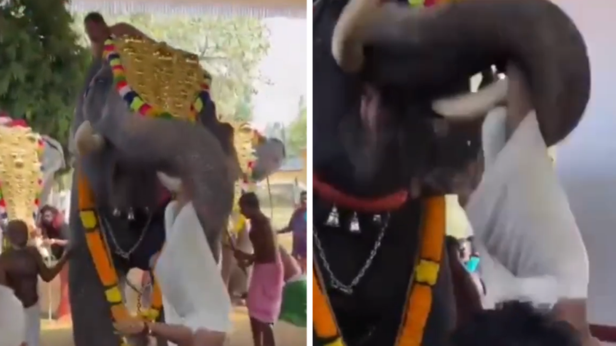 Elephant Tosses Man Like a Rag Doll Across the Room at Festival, on Video
