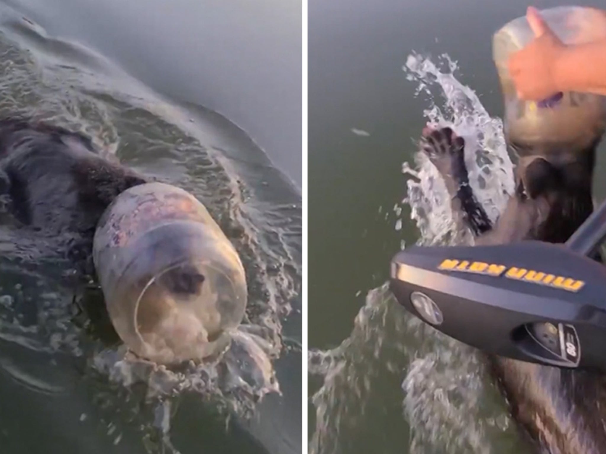 Couple Saves Bear Cub Swimming with Jar Stuck on its Head