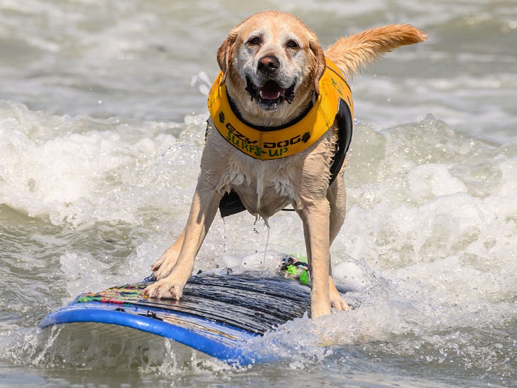 World Dog Surfing Championships photos: Pups take to the waves