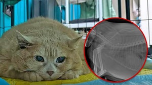 crumbs the cat xray sub Michael Leidig-NewsX