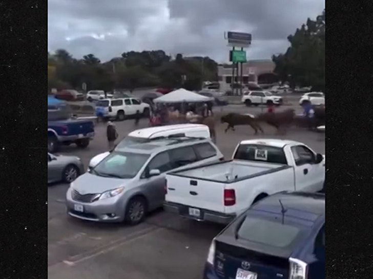 Bulls escape Massachusetts rodeo, cause stampede and frantic chase in parking lot